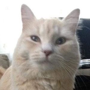 Meet your Posher, Skye